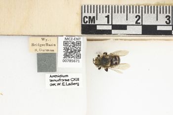 Media type: image;   Entomology 785671 Aspect: Labels